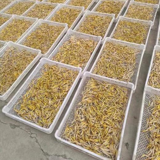 陕西大荔特产无硫黄花菜干货 商品图3