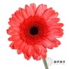 非洲菊 | 五彩斑斓【人工吸染，有色差，慎重下单】 商品缩略图2