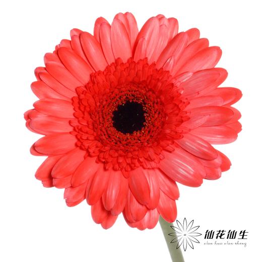 非洲菊 | 五彩斑斓【人工吸染，有色差，慎重下单】 商品图2