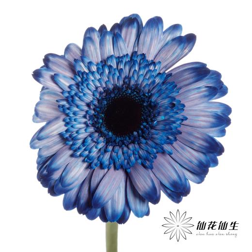 非洲菊 | 五彩斑斓【人工吸染，有色差，慎重下单】 商品图4