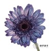 非洲菊 | 五彩斑斓【人工吸染，有色差，慎重下单】 商品缩略图1