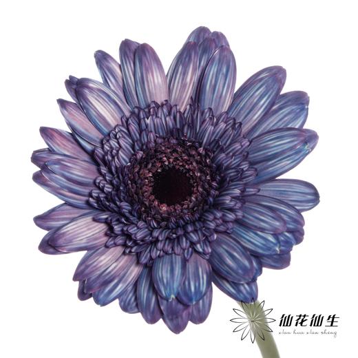 非洲菊 | 五彩斑斓【人工吸染，有色差，慎重下单】 商品图1