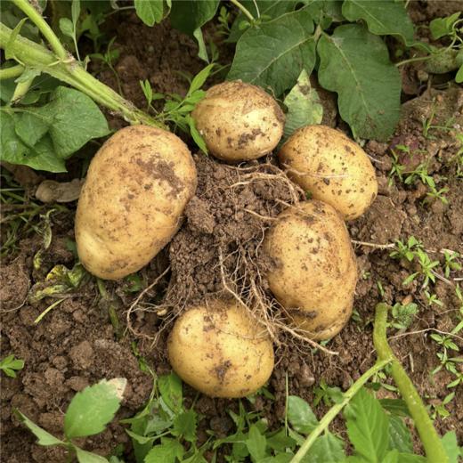 新疆开花土豆 粉糯香甜 独特风味 当季蔬菜 商品图2