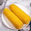 【山西香糯黄玉米】玉米香味十足 鲜嫩香甜，软糯馥郁， 商品缩略图2