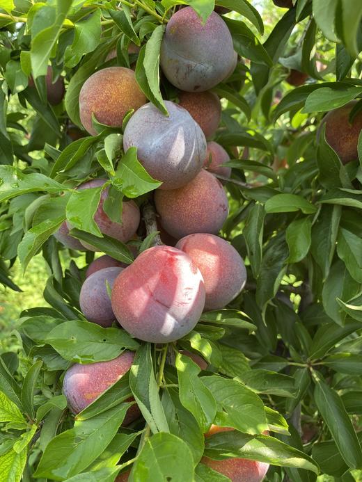 【大红袍西梅李】美国引进西梅李品种外表酷似西梅 果肉像果冻一样 肉质Q弹细腻，汁多香浓 不属脆李，也不属软李 西梅和李子的混合口感 和酸占不上边，皮都很香甜 肉多，核小，可食率百分之96以上 商品图4