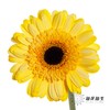 非洲菊 | 五彩斑斓【人工吸染，有色差，慎重下单】 商品缩略图5