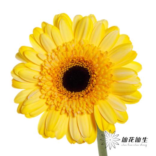 非洲菊 | 五彩斑斓【人工吸染，有色差，慎重下单】 商品图5