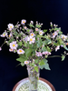 国产小众花材紫菱花/碗兰/5支 商品缩略图4