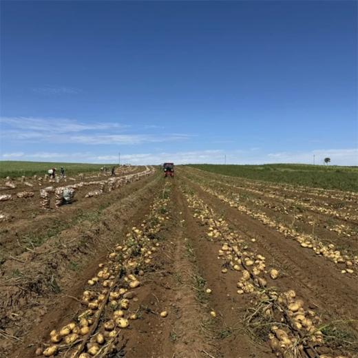 新疆开花土豆 粉糯香甜 独特风味 当季蔬菜 商品图7