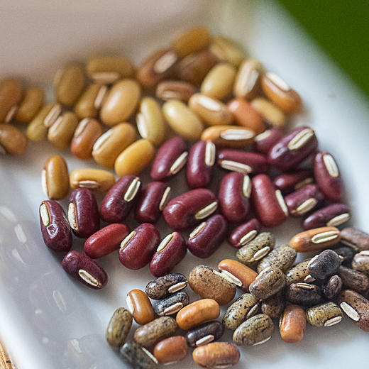 *自营*三色饭豆400g*2大罐 | #煮杂粮饭#巴马凤山活水浇灌×千年梯田野饭豆。巴马水源地凤山老品种。 商品图0