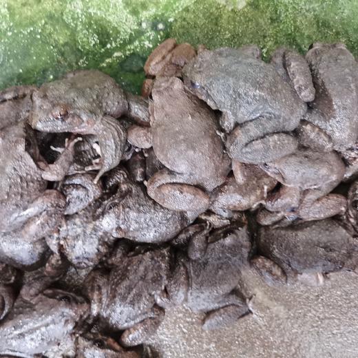 【预售/产地直发】生态石蛙500g（4~5只/1斤）产地直发，浙江沪包邮，为保持新鲜收到请当天食用哦 商品图4