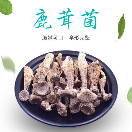 鑫碧源鹿茸菌100g 商品图1