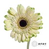 非洲菊 | 五彩斑斓【人工吸染，有色差，慎重下单】 商品缩略图3