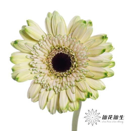 非洲菊 | 五彩斑斓【人工吸染，有色差，慎重下单】 商品图3