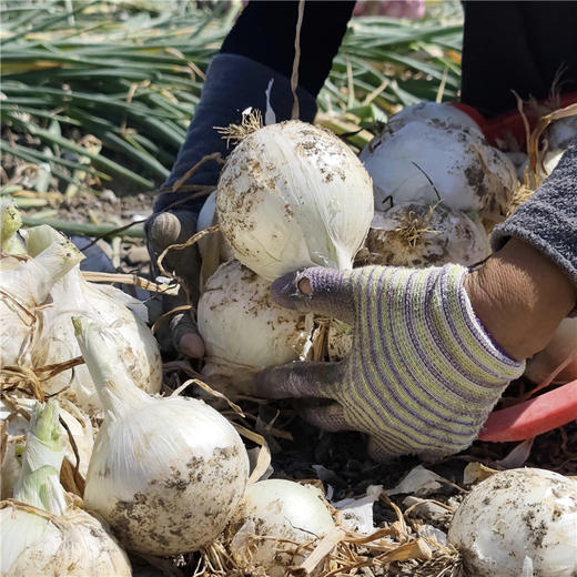 新疆三色洋葱 双拼洋葱 白洋葱 当季蔬菜 商品图9