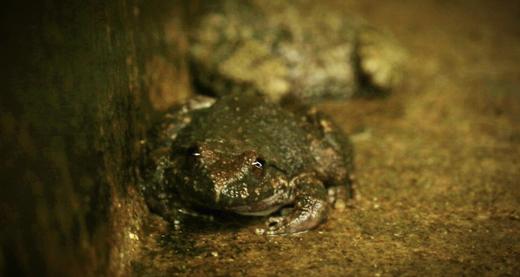 【预售/产地直发】生态石蛙500g（4~5只/1斤）产地直发，浙江沪包邮，为保持新鲜收到请当天食用哦 商品图5