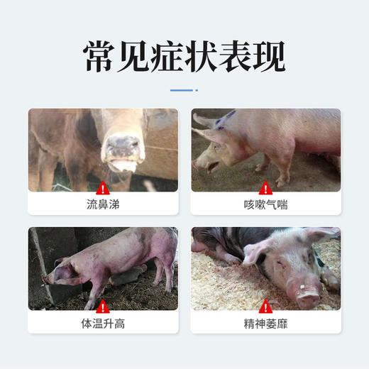 【社群专享】华畜双黄连注射液 主治外感风热 肺热咳喘 商品图1