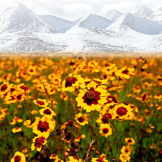 【中国农垦】兵团红昆仑雪菊48g*2罐 商品图3