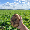 新疆开花土豆 粉糯香甜 独特风味 当季蔬菜 商品缩略图1
