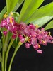 当季热卖跳舞花舞花姜5支【有邮费】 商品缩略图2