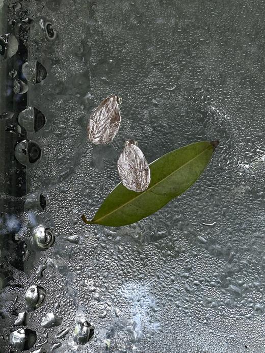 TINOM｜'020225 Folium 叶刻耳钉 [ 银 ] 商品图1