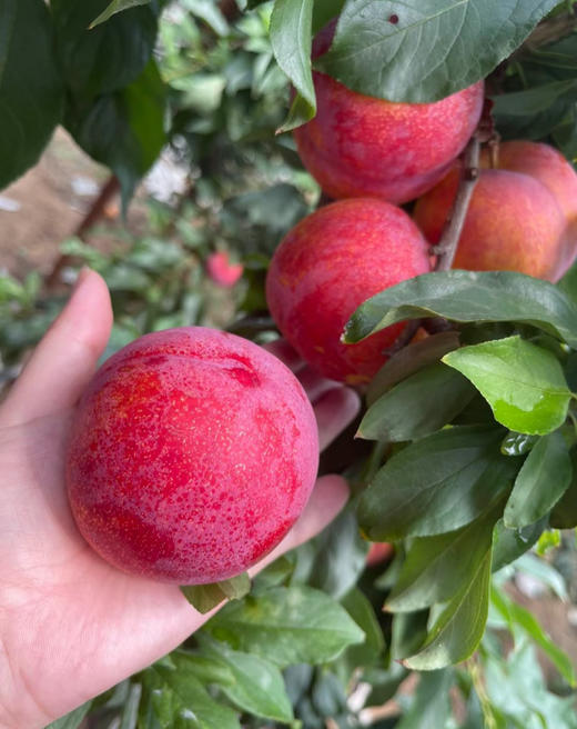 【大红袍西梅李】美国引进西梅李品种外表酷似西梅 果肉像果冻一样 肉质Q弹细腻，汁多香浓 不属脆李，也不属软李 西梅和李子的混合口感 和酸占不上边，皮都很香甜 肉多，核小，可食率百分之96以上 商品图2