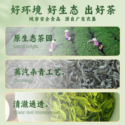 【中国农垦】雄鸥海洋茶绿茶500克 商品图1