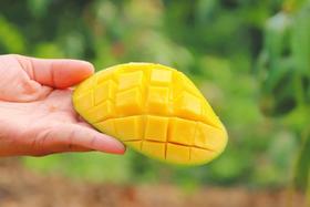 【顺丰包邮】海南特色澳芒香甜多汁基地直邮