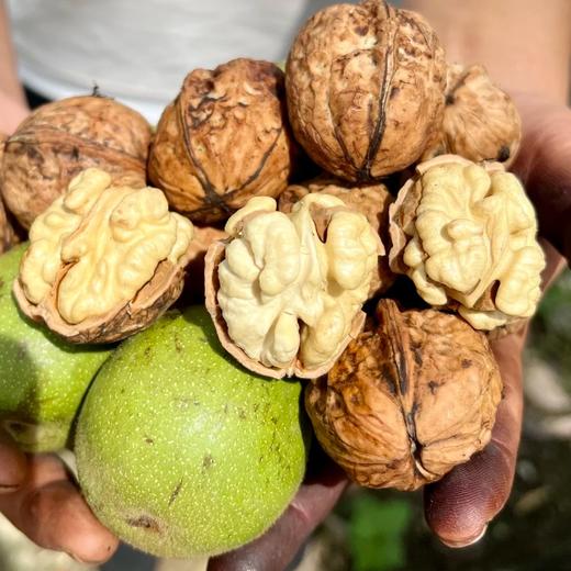【手剥鲜核桃】鲜！脆！甜！颠覆你对核桃的想象！ - 味觉享受！新鲜古树核桃仁 VS 普通干核桃，就像鲜榨果汁 VS 浓缩果汁！ 商品图3