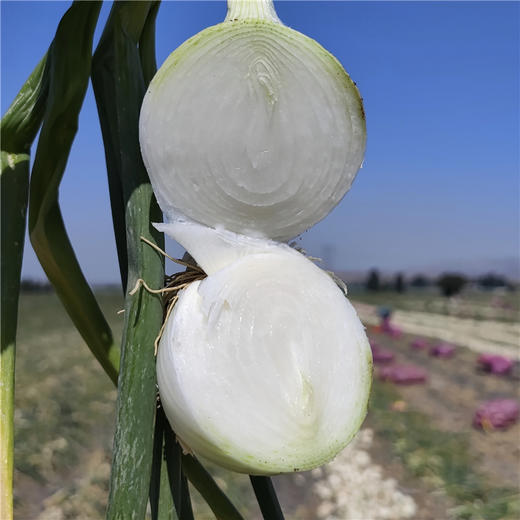 新疆三色洋葱 双拼洋葱 白洋葱 当季蔬菜 商品图4