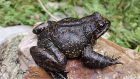 【预售/产地直发】生态石蛙500g（4~5只/1斤）产地直发，浙江沪包邮，为保持新鲜收到请当天食用哦