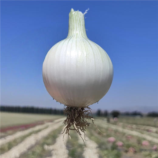 新疆三色洋葱 双拼洋葱 白洋葱 当季蔬菜 商品图2
