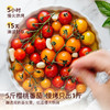 原豆复兴 地中海油浸小番茄 110g/盒 商品缩略图2