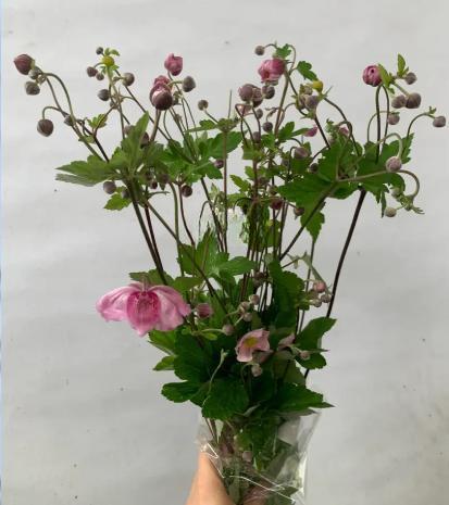 国产小众花材紫菱花/碗兰/5支 商品图5