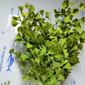 精品花材银杏叶配花配草1扎