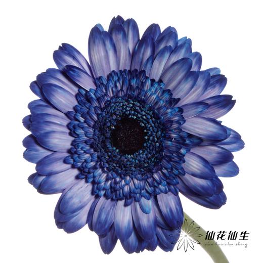 非洲菊 | 五彩斑斓【人工吸染，有色差，慎重下单】 商品图7