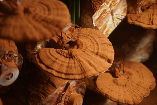 问祥六条灵芝靓汤礼盒装（ 360g） 商品图4