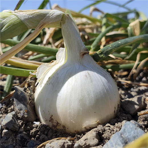 新疆三色洋葱 双拼洋葱 白洋葱 当季蔬菜 商品图8