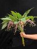 当季热卖跳舞花舞花姜5支【有邮费】 商品缩略图4