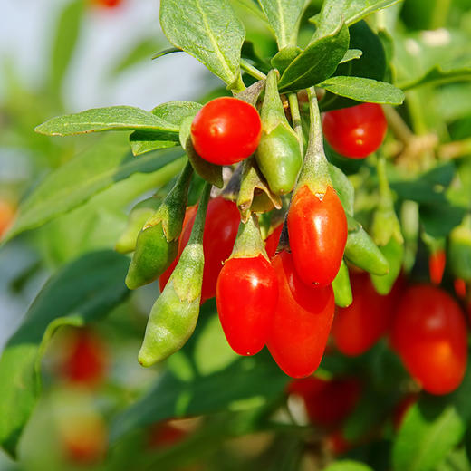 【中国农垦】兵团红红枸杞218g 商品图1