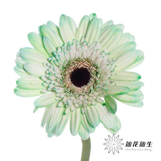 非洲菊 | 五彩斑斓【人工吸染，有色差，慎重下单】 商品图6