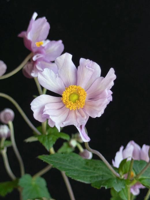 国产小众花材紫菱花/碗兰/5支 商品图1