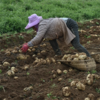 新疆开花土豆 粉糯香甜 独特风味 当季蔬菜 商品缩略图4