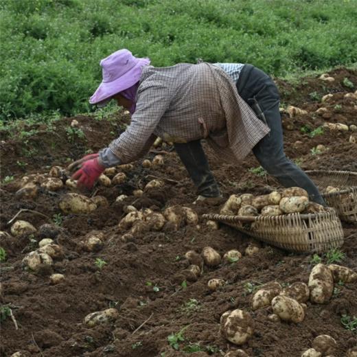 新疆开花土豆 粉糯香甜 独特风味 当季蔬菜 商品图4