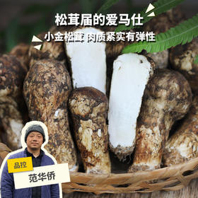 野生小金松茸 | 合作生产 * Wild Xiaojin Matsutake | Partner Production