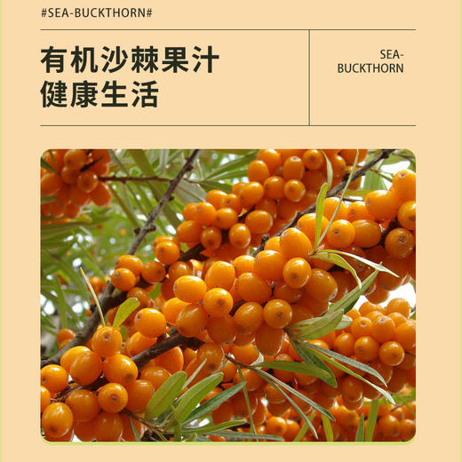 龙起红山有机沙棘原浆30ml*10袋/盒 商品图1