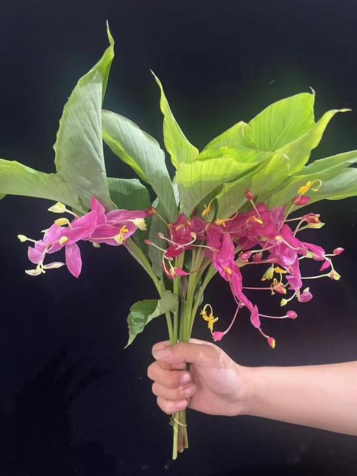 当季热卖跳舞花舞花姜5支【有邮费】 商品图3