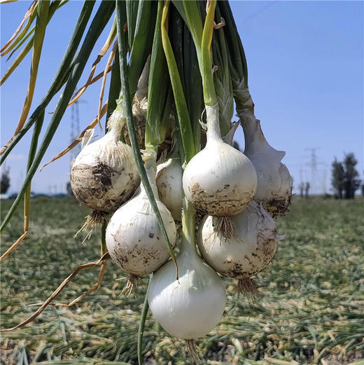 新疆三色洋葱 双拼洋葱 白洋葱 当季蔬菜 商品图7