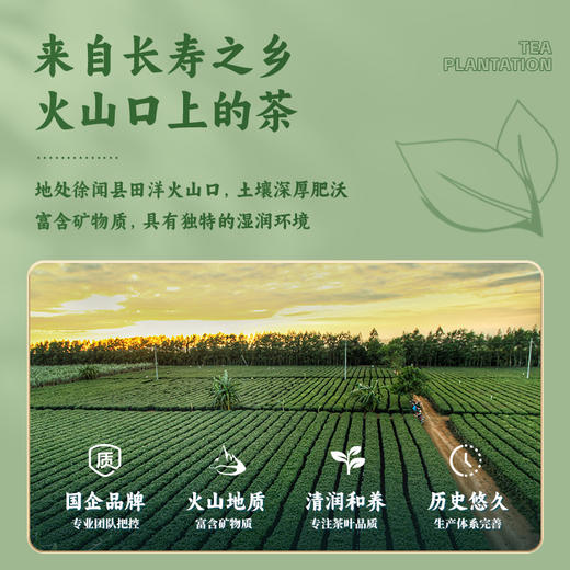 【中国农垦】雄鸥春芽绿茶45克 商品图2