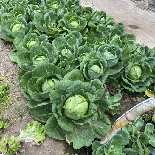 【5件包邮】酵素农法蔬菜丨5件起包邮（卓园） 商品图5